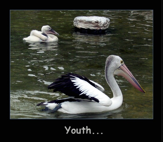 Pelican Youth...