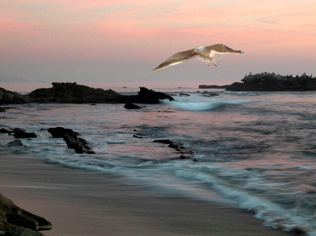 Painted Sunset with Gull