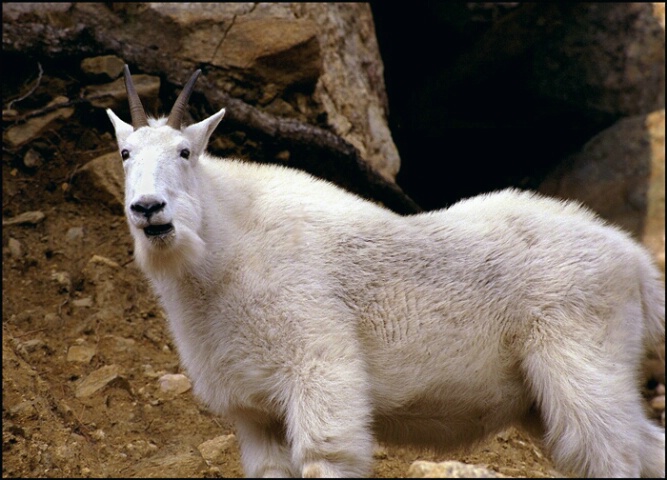 "Got my Goat"