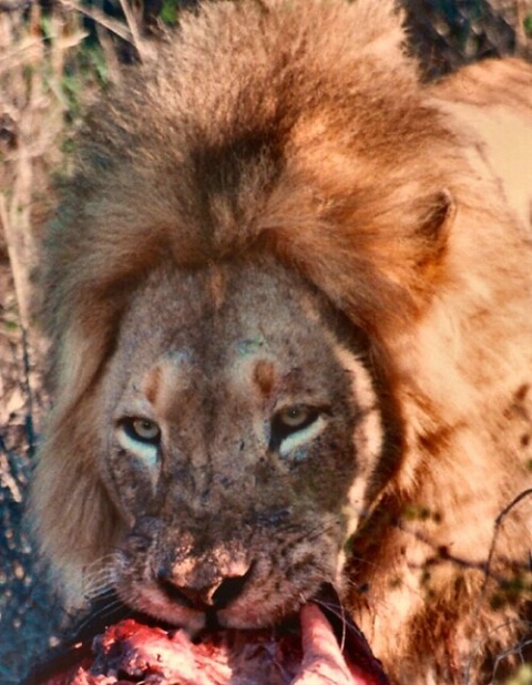 Lion Kill