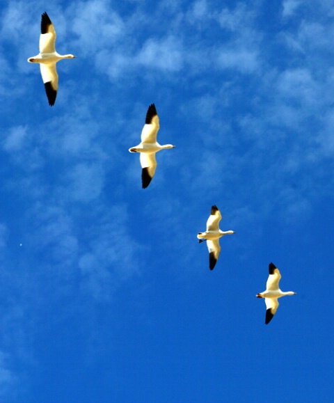 Snow Geese overhead