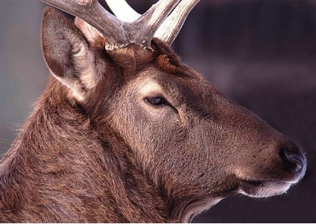 Bull Elk Closeup