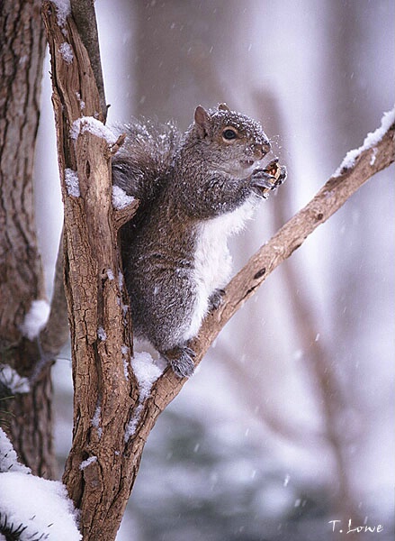 Snow Squirrel