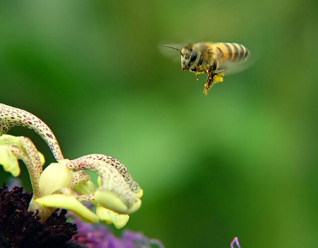 Bee in flight