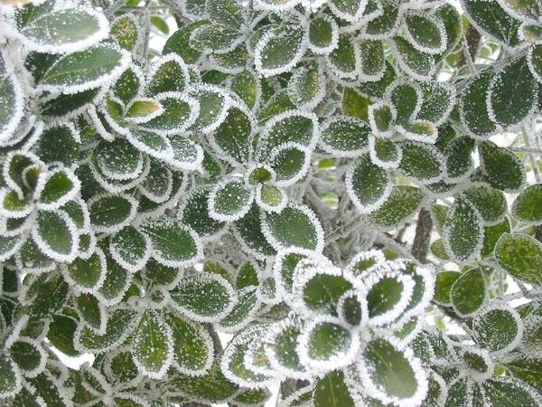 Pattern of Frost
