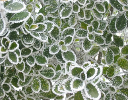 Pattern of Frost