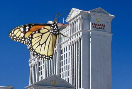 Giant monarch butterflies attack Las Vegas.