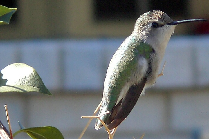 Portrait of a hummingbird