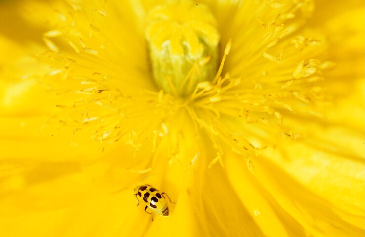 Yellow ladybug