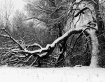 Winter Evolution