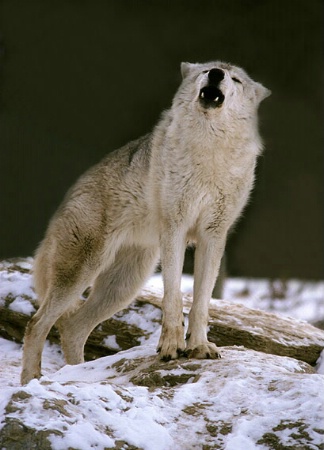 Howling Female Grey Wolf (Captive)