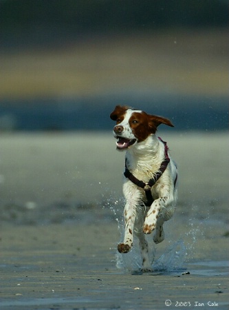 Beach Running