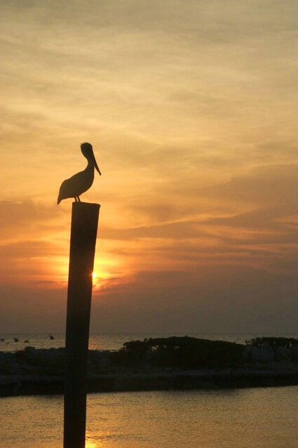 Pelican Sunrise - ID: 87115 © Sharon E. Lowe