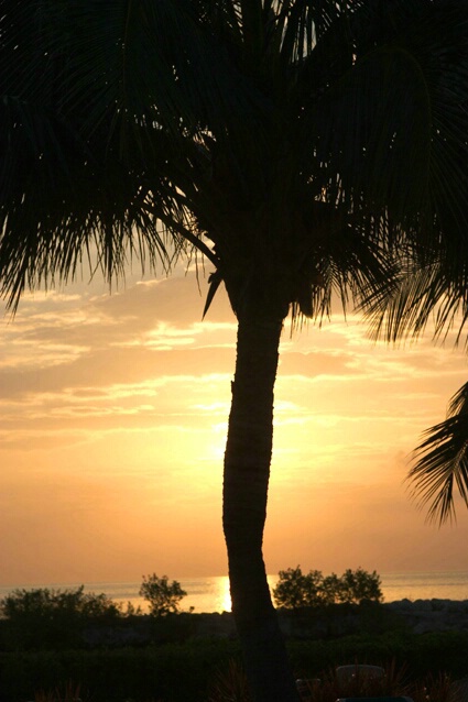 Sunrise Through the Palm - ID: 87117 © Sharon E. Lowe