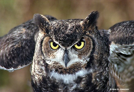 Owl  (1184-25)