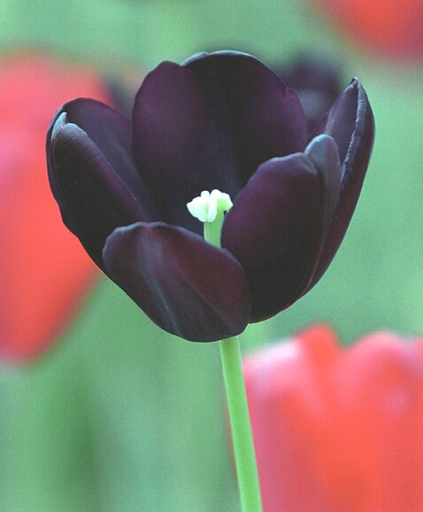 Burgundy Tulip - ID: 88146 © Greg Harp