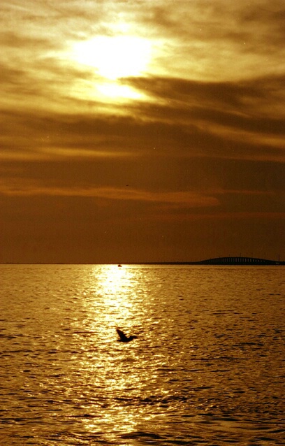 Pelican Sunset - ID: 88347 © Sharon E. Lowe