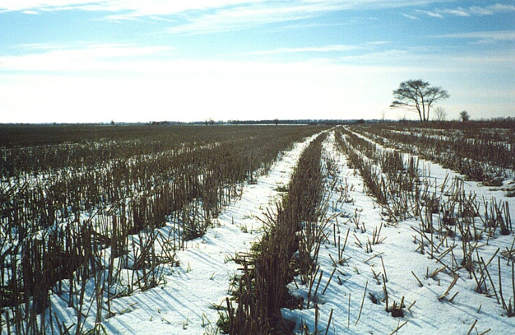Winter Field Perspective