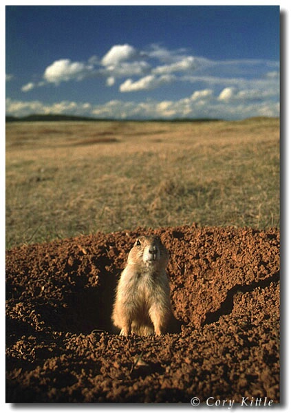 Wide angle view of a prairie dogs world