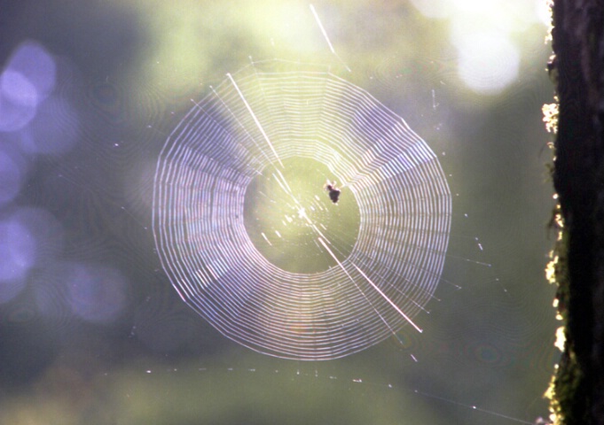 web.