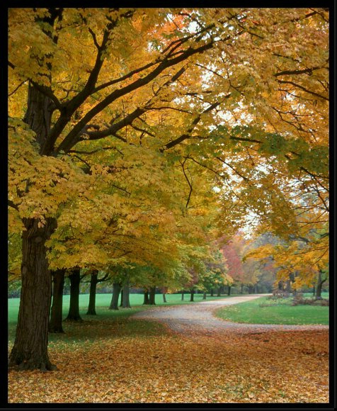 Autumn Path