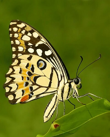 Lime Butterfly