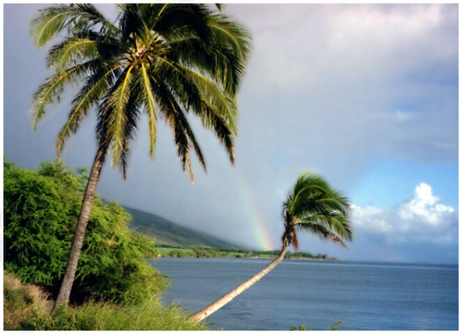 Maui Palms