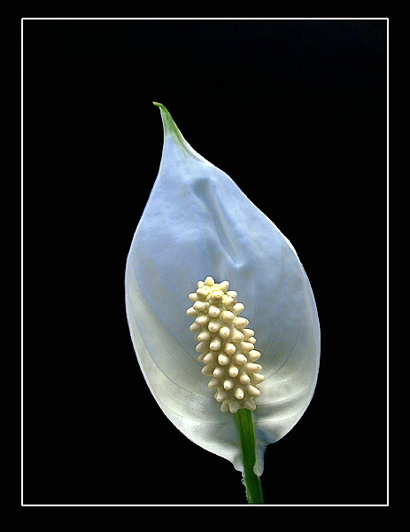 The peace lily