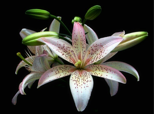 Asian Lily 2