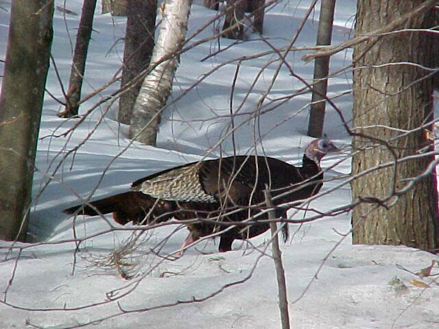 Vermont Wild Turkey