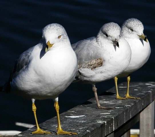 3 gulls