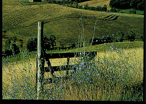 Lavender on Fence-Tuscany