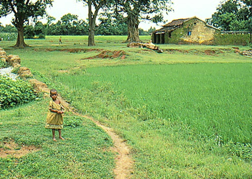 A Girl in green field