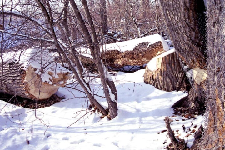 A Different Kind of Logging