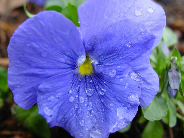 Unaltered Pansy