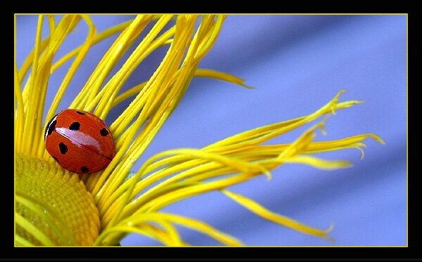 The little ladybug