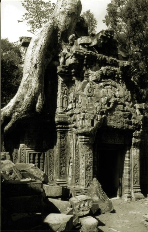temple and the tree