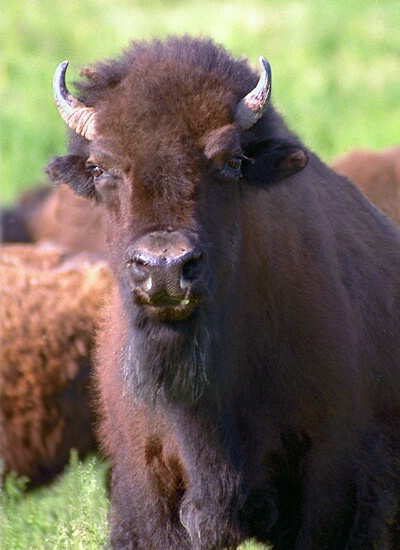 "Bison Bull"
