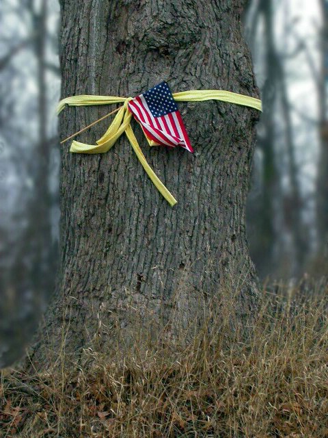 Tie  A Yellow Ribbon 'Round The Old Oak Tree