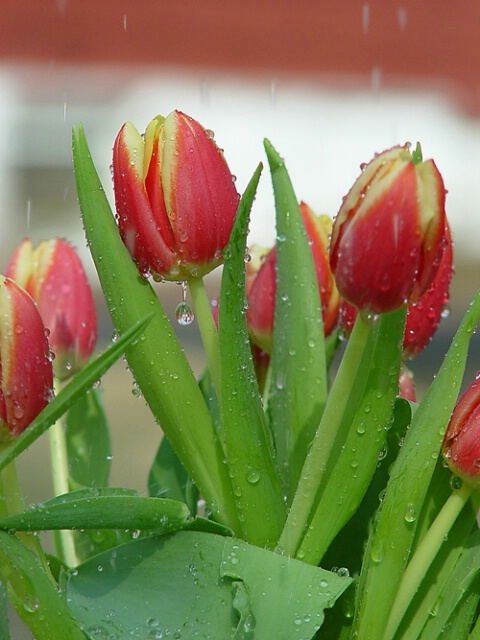 Tulip in Rain- unsharp