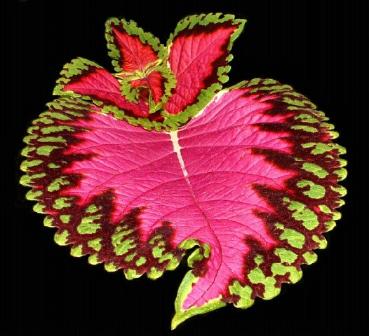 Coleus Study #1