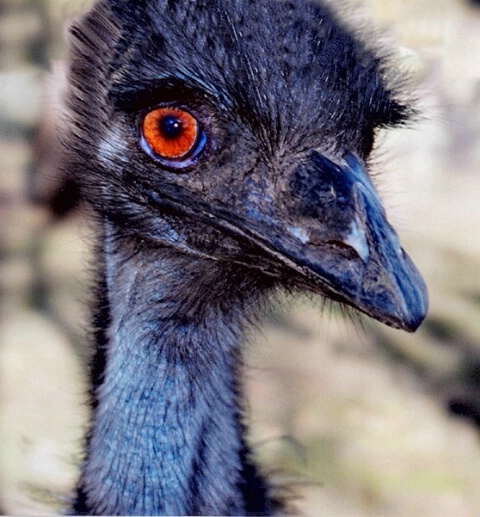 The 'Eyes Have It'!