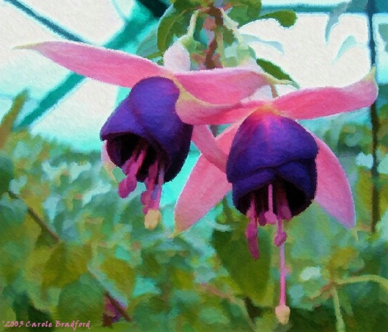 Fuschia Floral Art