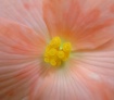 Begonia Blossom P...
