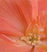Begonia Floral Ar...