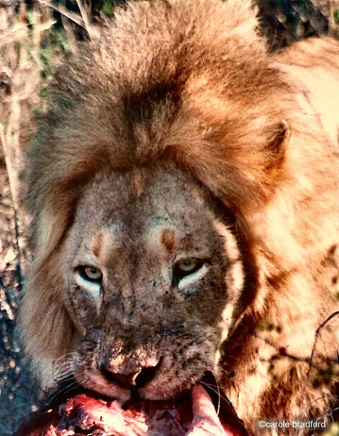 Lion Kill - Timbavati Reserve-South Africa