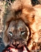 Lion Kill - Timba...