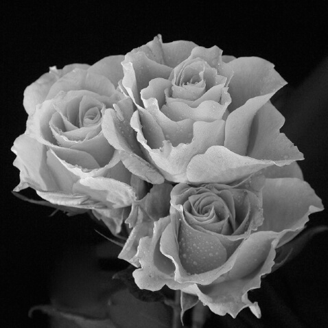 Three Roses in B&W - ID: 94044 © Sharon E. Lowe