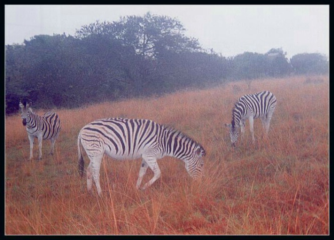 Zebras in the Mist