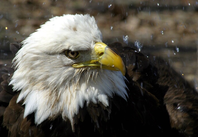 Bath Time - ID: 94563 © Rhonda Maurer